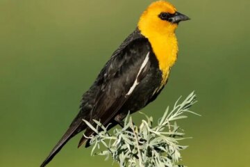 15 Birds With Yellow Heads Common in Kansas (With Pictures)
