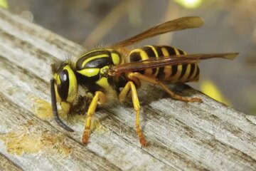 The Secret Life of Yellow Jackets Most Michigan Residents Never See