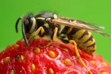 The Secret Danger Behind Yellow Jackets in Ohio Backyards