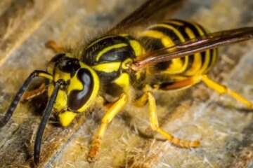 Yellow Jackets in North Carolina: The Hidden Backyard Danger