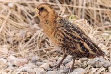 10 Strange Behaviors of Yellow Rail Birds in Minnesota Marshes