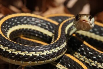 Can Different Snake Species Interbreed in Florida Wetlands?
