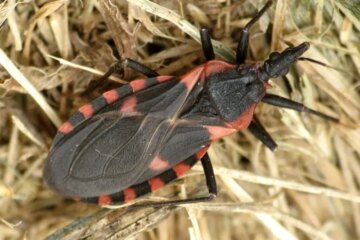 Georgia’s Kissing Bugs and the Silent Bite Linked to Chagas Disease