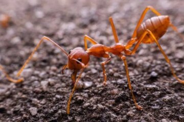 Texas Fire Ants and the Venom Sending Thousands to the ER