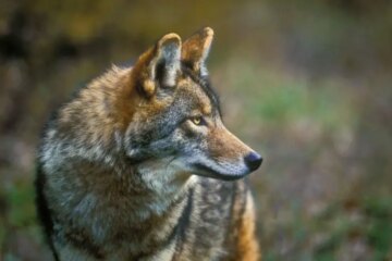 Do Coyotes in Idaho Ever Breed With Domestic Dogs?