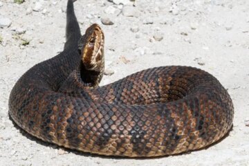 Do Water Moccasins Really Chase People in Virginia?