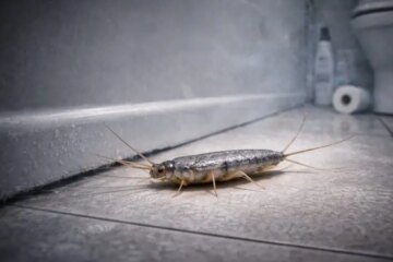 Why Silverfish Suddenly Appear in Arkansas Bathrooms