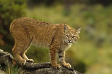 Do Bobcats in Wisconsin Ever Breed With Domestic Cats?