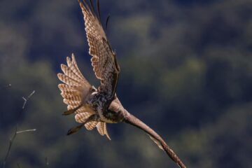 A Hidden Fact About Hawk Dive Behavior in California