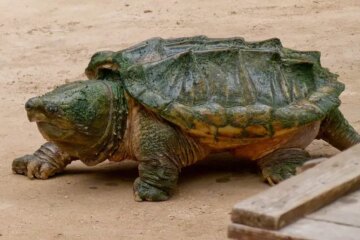Are Alligator Snapping Turtles Really Found in Texas Rivers