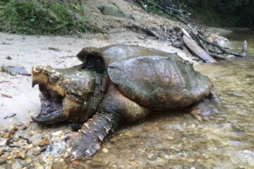 Winter Survival of Alligator Snapping Turtles in Louisiana