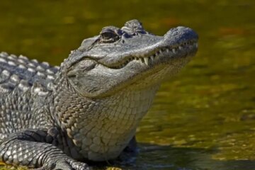 Why Some Florida Residents Say Alligators Follow Humans
