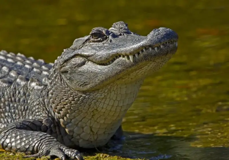 Alligators in Florida