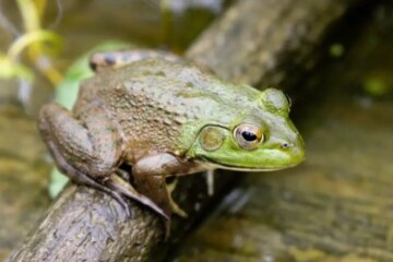 14 Types of Frogs in Ohio (With Pictures and Identification)