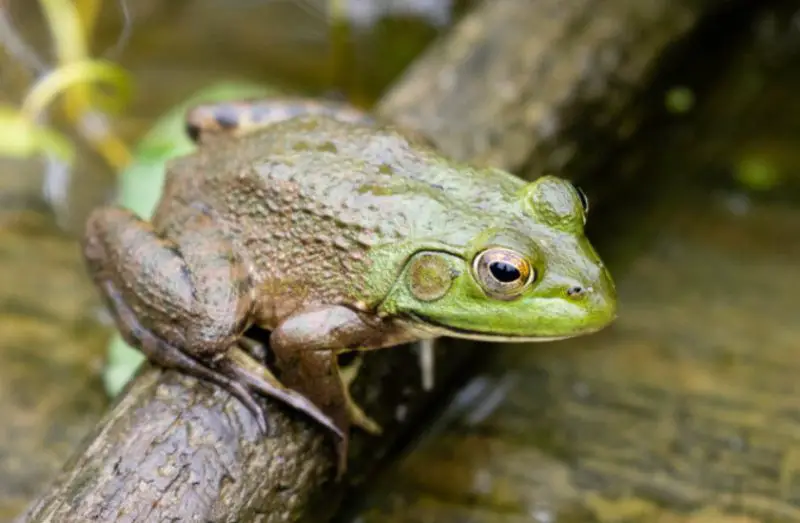 Types of Frogs in Ohio