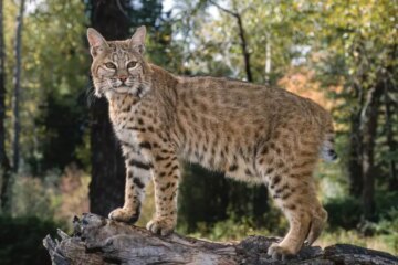 Are Bobcats in South Carolina Mating with House Cats?