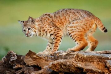 Are Bobcats in Tennessee Mating with House Cats?