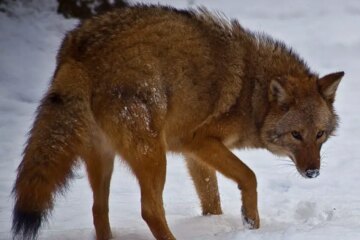 Are Coywolves Living in New Jersey, or Is It a Misidentification?