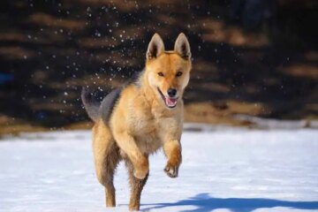 Are “Fox Dogs” Real or Just Misidentified Breeds in California?