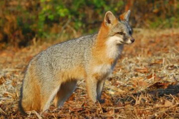 Are Fox Hybrids Being Seen in Pennsylvania?