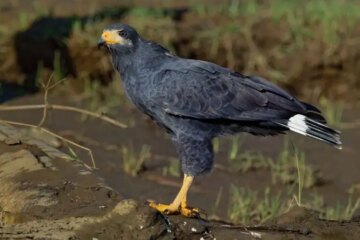 Are Hawk Hybrids Being Seen in California?
