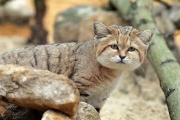 Are Hybrid Wild Cats Living in Arizona Deserts?