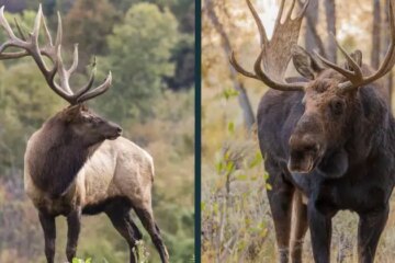 Are Moose and Elk Hybridizing in Minnesota?