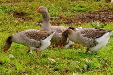 Are Wild and Domestic Geese Hybridizing in Ohio?