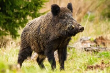 Are Wild Hogs Expanding Into Oklahoma Residential Edges?