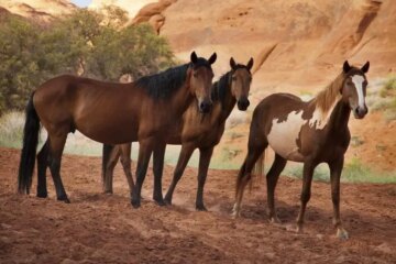 Are Wild Horses Really Living in Arizona Deserts?