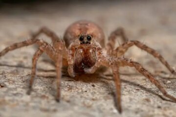 Are Wolf Spiders Actually Dangerous in Arizona?