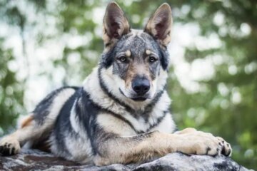 Are Wolves in Michigan Mating with Domestic Dogs?