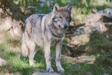 Are Wolves in Oregon Mating with Domestic Dogs?