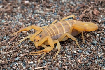 Why Arizona’s Bark Scorpions Still Terrify So Many Residents