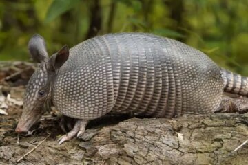 What Those Yard Holes in Mississippi Might Reveal About Armadillos