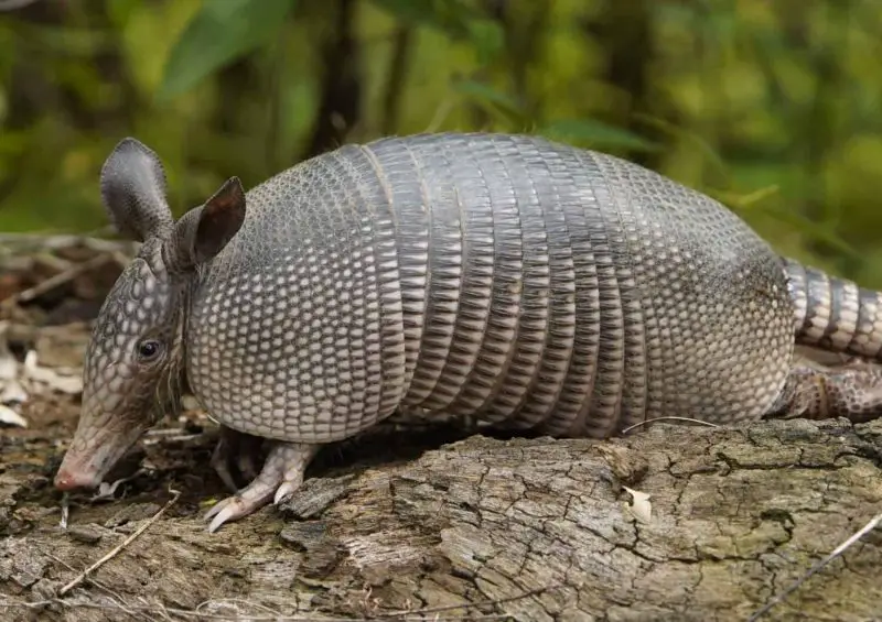 Armadillos Are Well Established in Mississippi