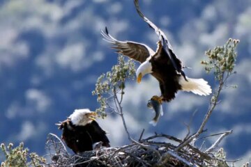 What Most California Residents Don’t Realize About Bald Eagles Near Their Homes