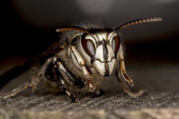 What Most Alabama Residents Don’t Realize About Bald-Faced Hornet Attacks
