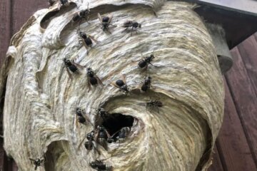 Why Oregon Homeowners Fear Bald-Faced Hornet Nests