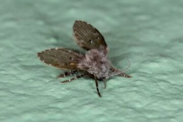 What Most Iowa Homeowners Don’t Realize About Bathroom Drain Flies