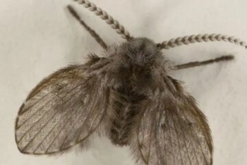 What Most Wyoming Homeowners Don’t Realize About Bathroom Drain Flies