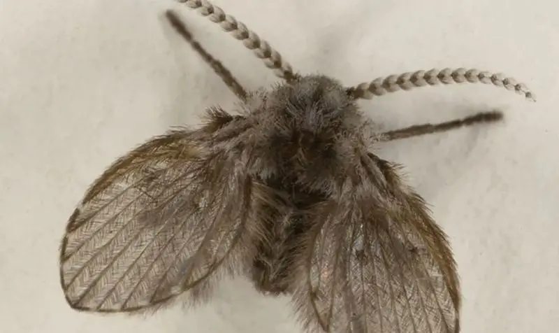 Bathroom Drain Flies in Wyoming