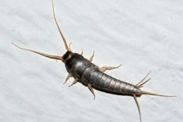 What Most Connecticut Residents Don’t Realize About Bathroom Silverfish