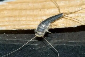 What Most Michigan Residents Don’t Realize About Bathroom Silverfish