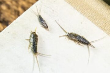 What Most Oregon Residents Don’t Realize About Bathroom Silverfish