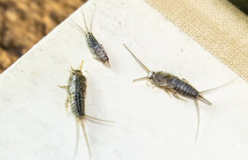 Bathroom Silverfish in Oregon