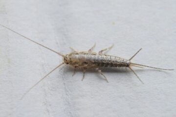 What Most South Carolina Residents Don’t Realize About Bathroom Silverfish