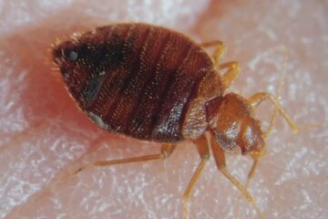 What Oregon Homeowners Don’t Realize About Bed Bug Activity