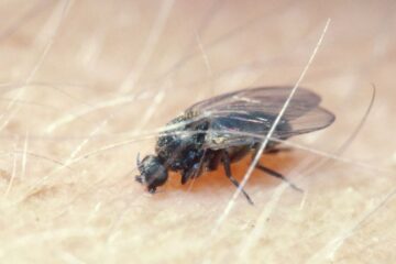 What Most Vermont Residents Don’t Realize About Black Fly Bites