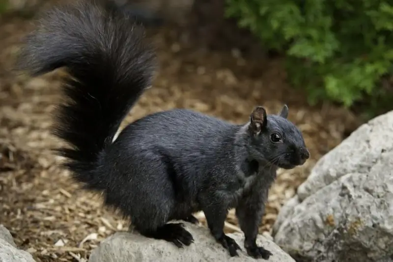Black Squirrels in Massachusetts